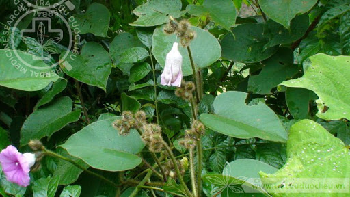 Cây Bạc thau hoa đầu. Argyreia capitata (Vahl) Choisy - Cây Thuốc Nam Quanh Ta
